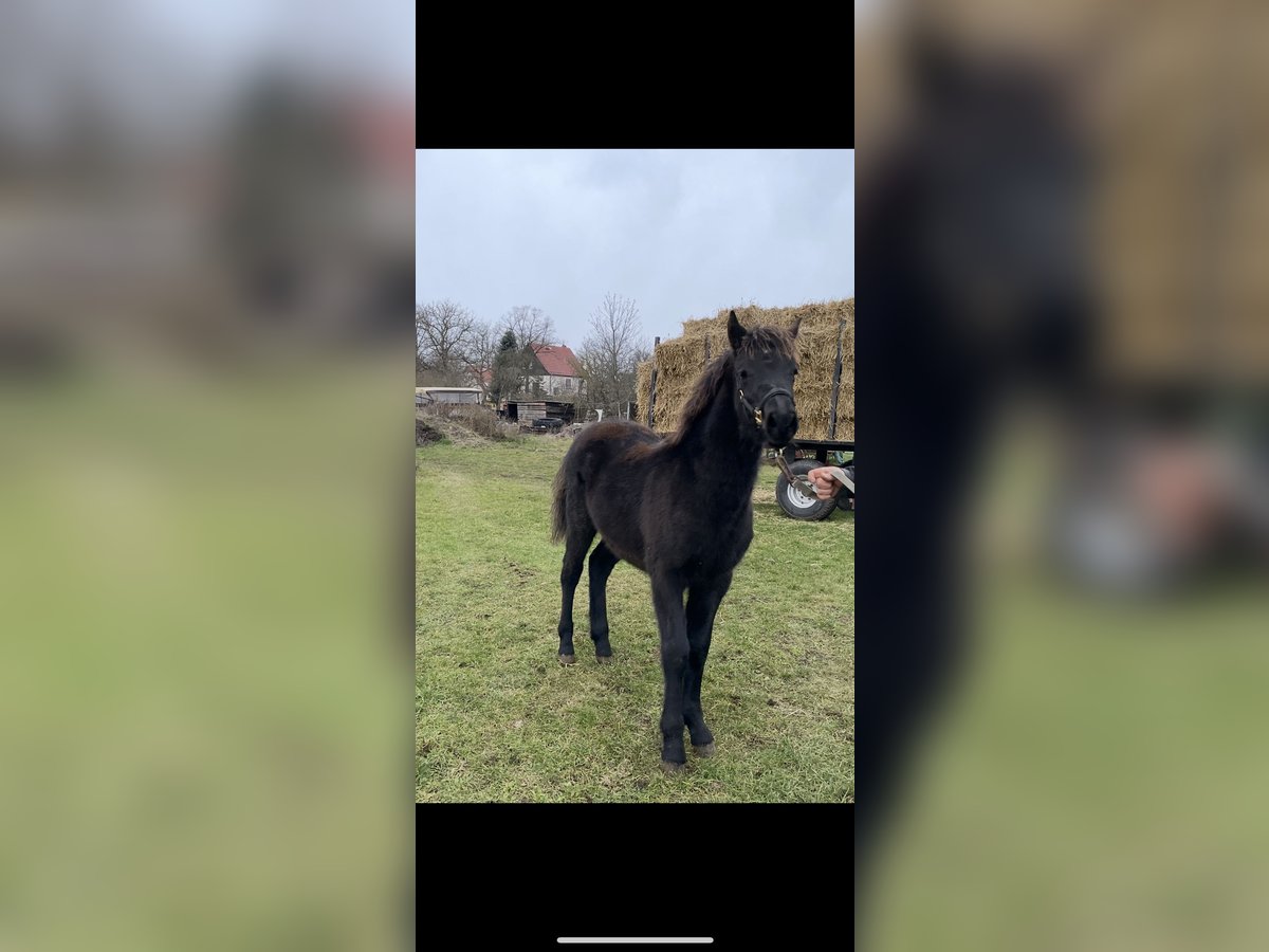 Lewitzer Mix Mare 1 year 14,2 hh Black in Finsterwalde