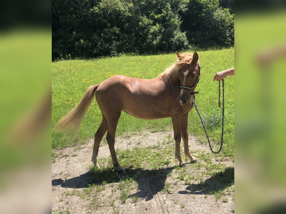 Lewitzer Mare 1 year 14 hh Chestnut-Red in Frankenblick