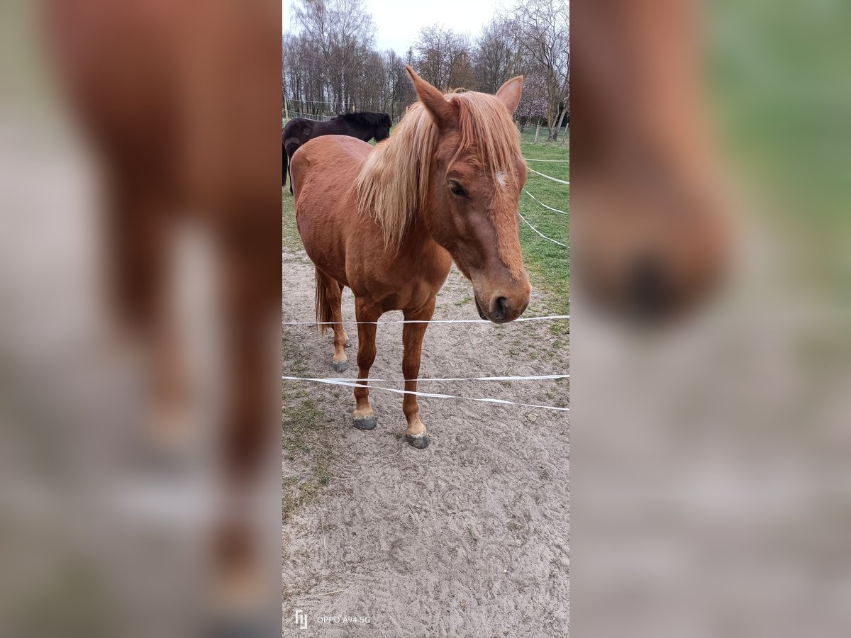 Lewitzer Mare 3 years 13,2 hh Chestnut-Red in Wustrow