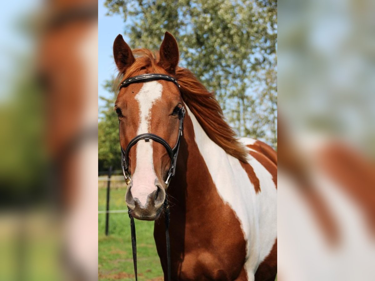 Lewitzer Mare 3 years 14 hh Overo-all-colors in Niendorf