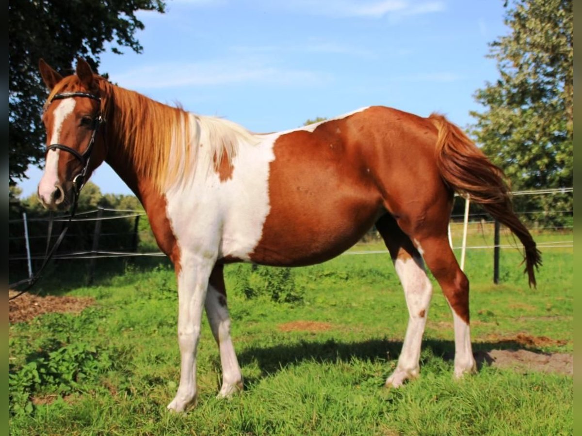 Lewitzer Mare 3 years 14 hh Overo-all-colors in Niendorf