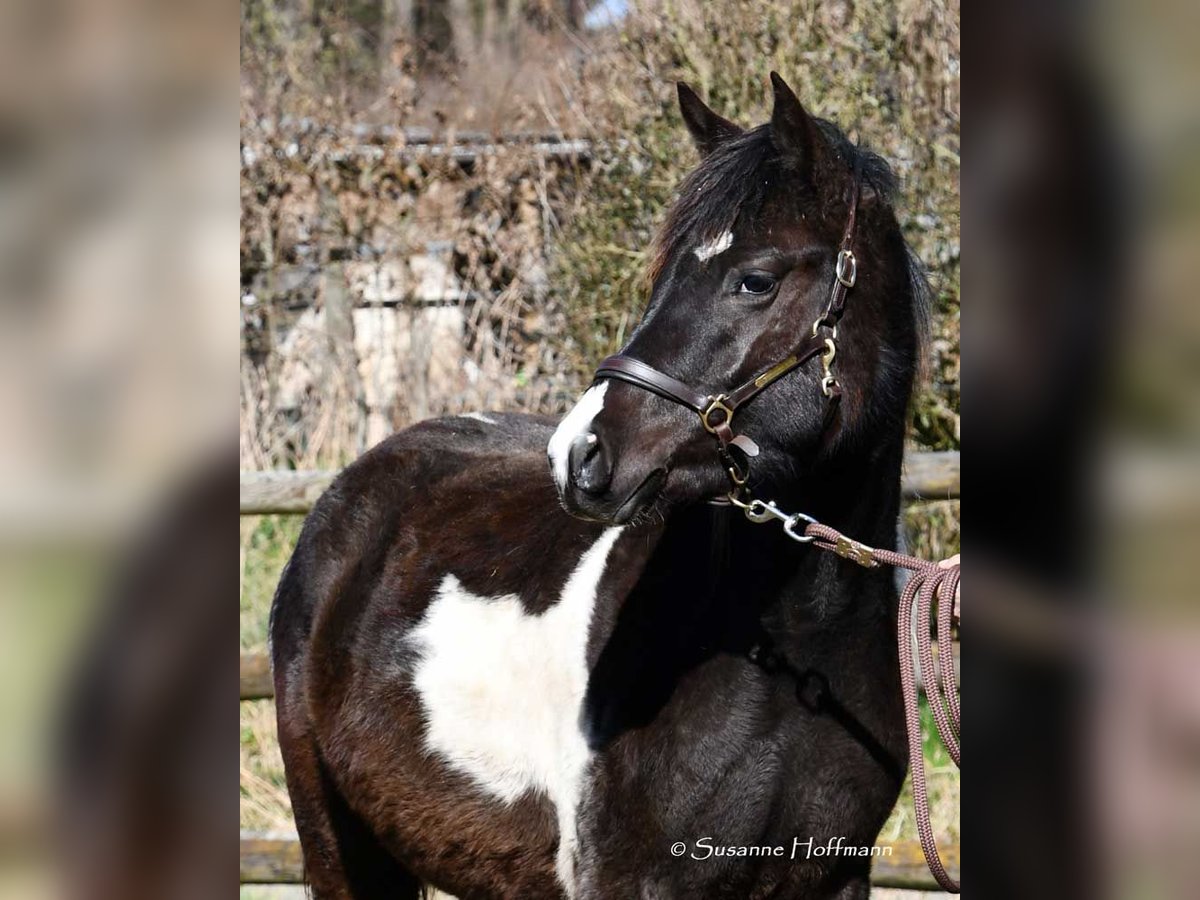 Lewitzer Mare 3 years 14,1 hh Tobiano-all-colors in Mörsdorf