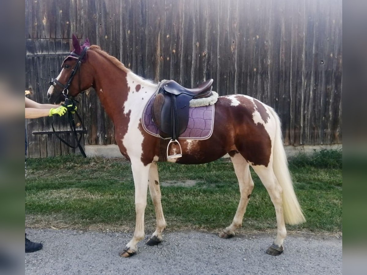 Lewitzer Mare 3 years 14,2 hh Pinto in Dietfurt an der Altm&#xFC;hl