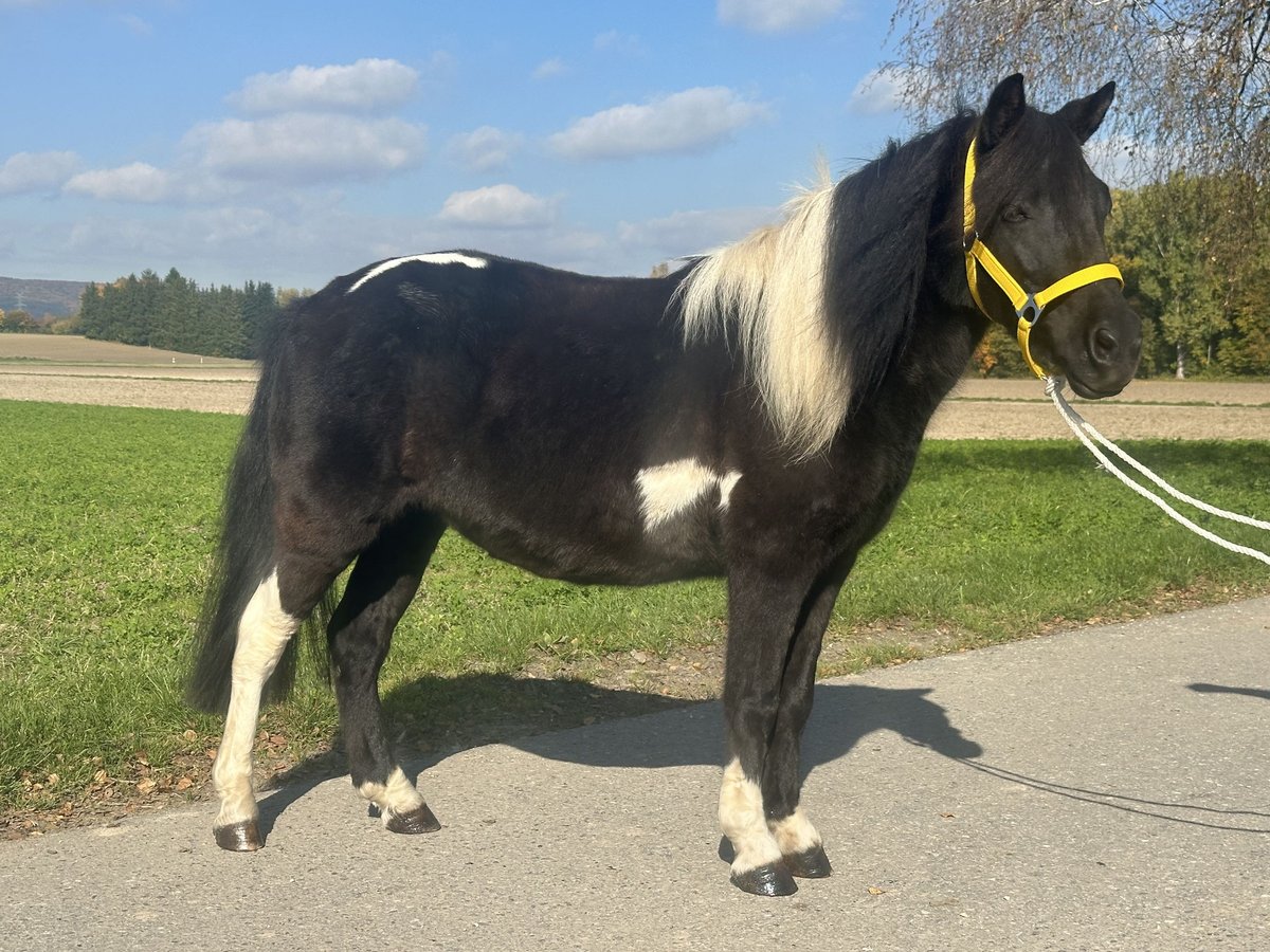 Lewitzer Mix Mare 6 years 12,2 hh Pinto in Riedlingen