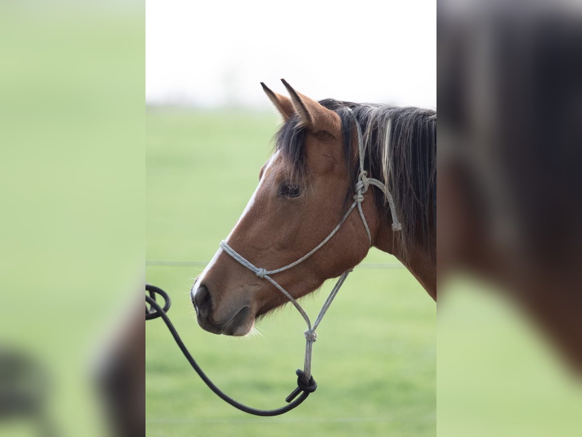 Lewitzer Mix Mare 6 years 14,1 hh Pinto in K&#xF6;nigsfeld im Schwarzwald