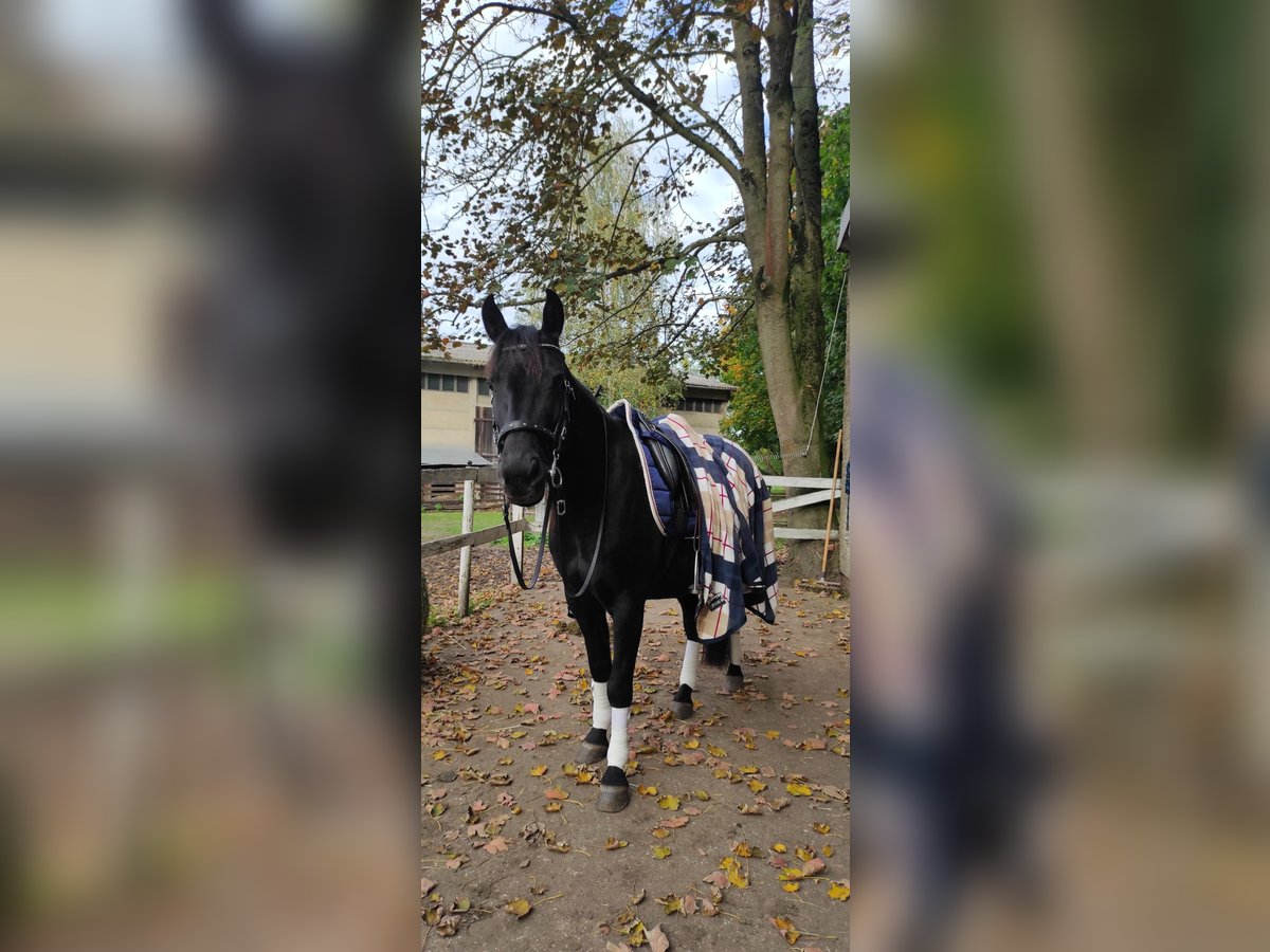 Lewitzer Mare 7 years 13,2 hh Black in Biesenthal