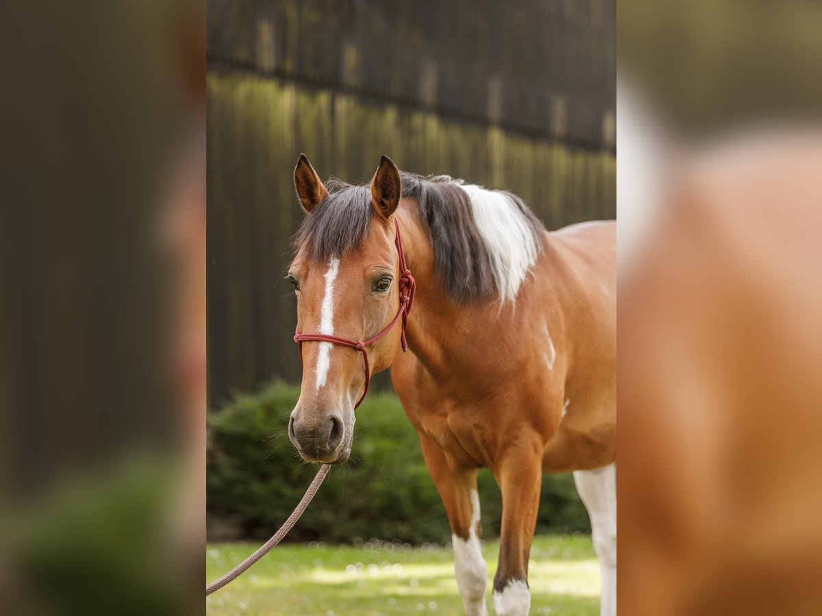 Lewitzer Mare 7 years 14,1 hh Pinto in Varrel