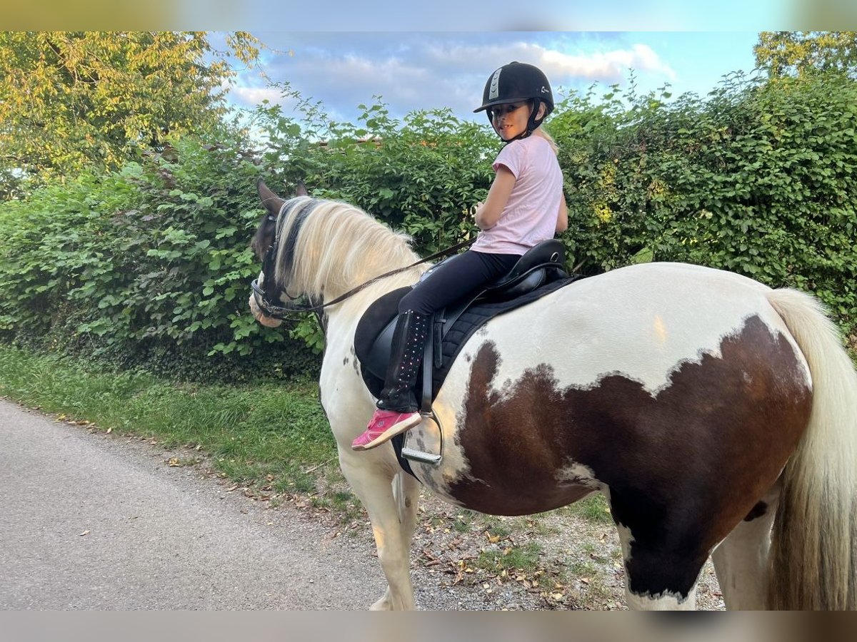 Lewitzer Mare 7 years 14,3 hh Pinto in Reutlingen