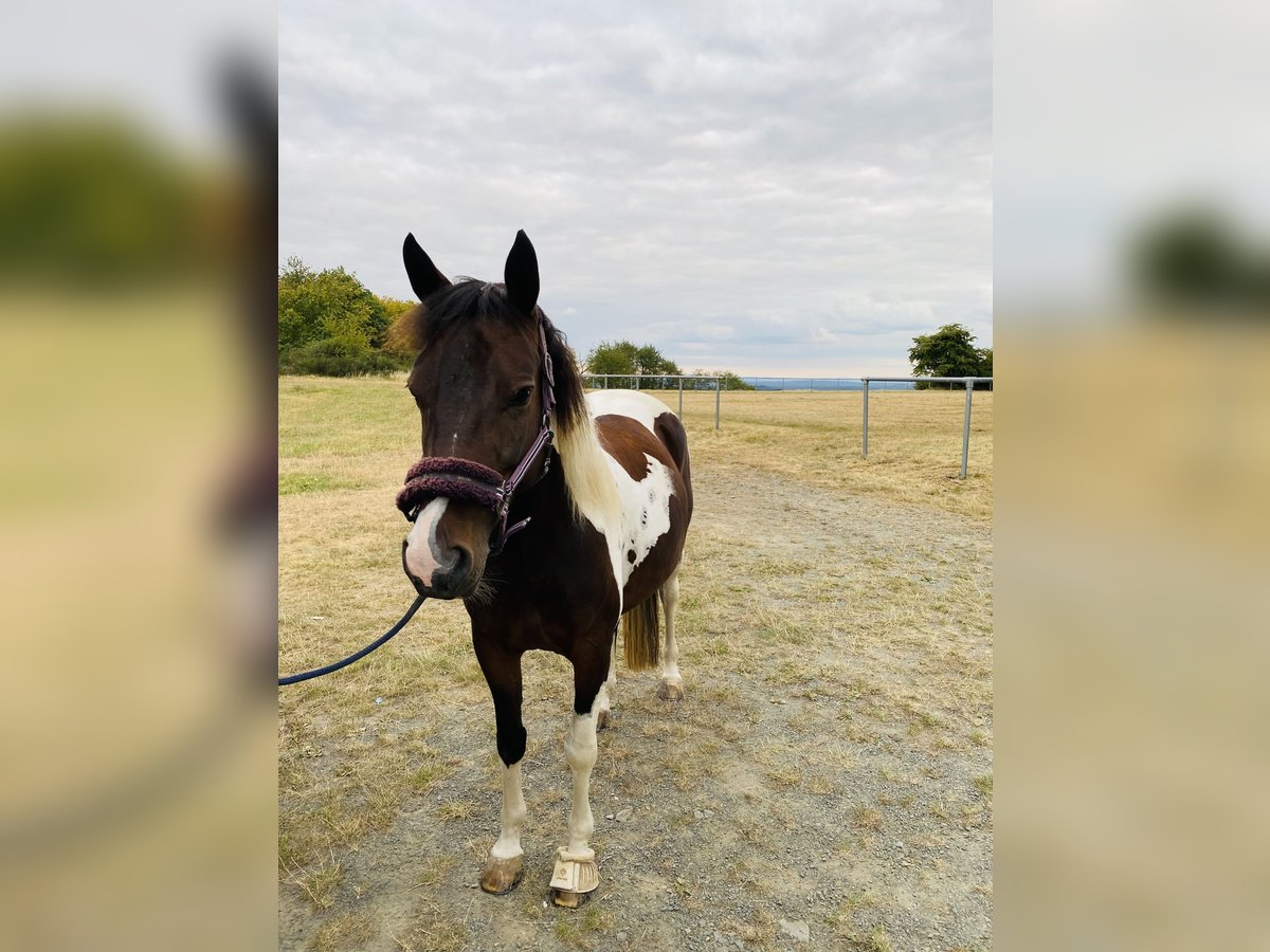 Lewitzer Mare 7 years 14,1 hh Pinto in Bad Endbach