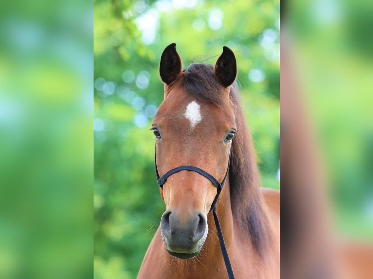 Lewitzer Mare 8 years 13,3 hh Brown in Schneverdingen