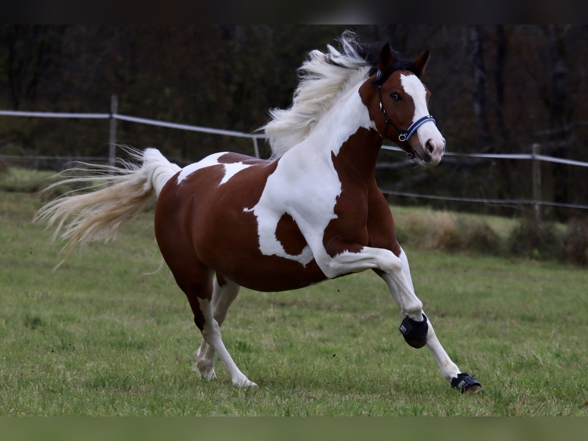 Lewitzer Mix Mare 8 years 14 hh Pinto in Geretsried