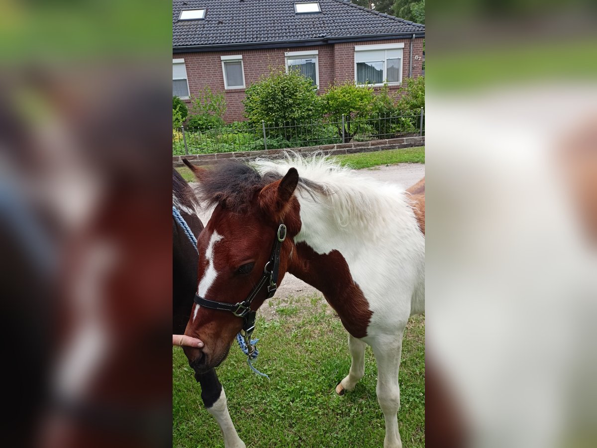 Lewitzer Mix Mare  in Soltau