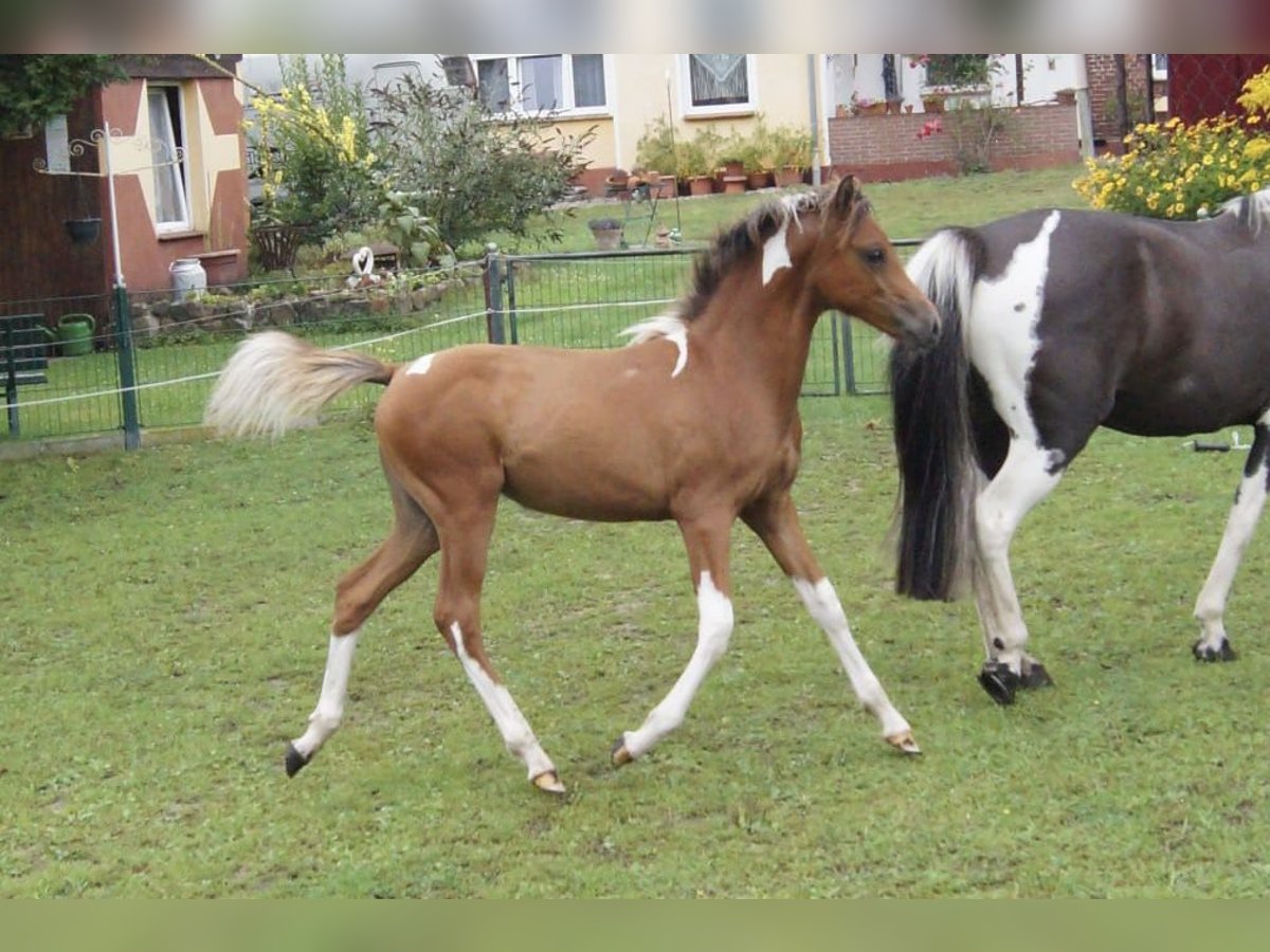 Lewitzer Mare Foal (04/2024) Pinto in Heiddorf