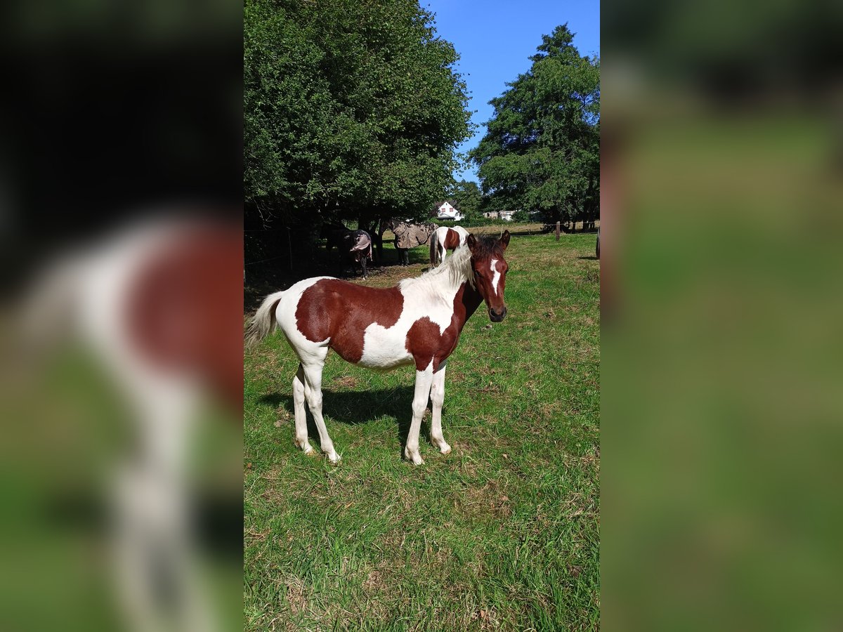Lewitzer Mix Mare Foal (03/2025) Pinto in Soltau