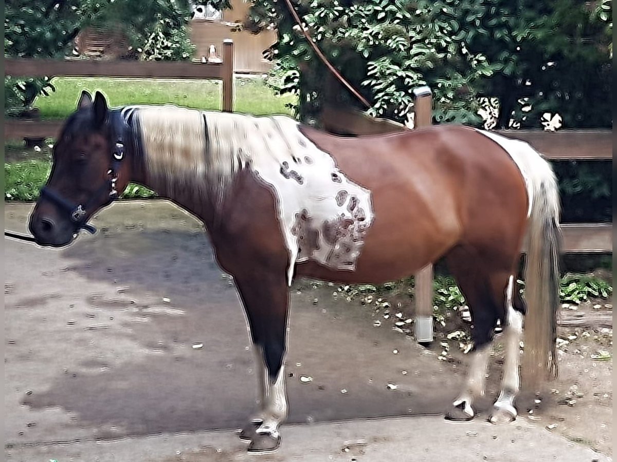 Lewitzer Merrie 10 Jaar 147 cm Gevlekt-paard in Baddeckenstedt