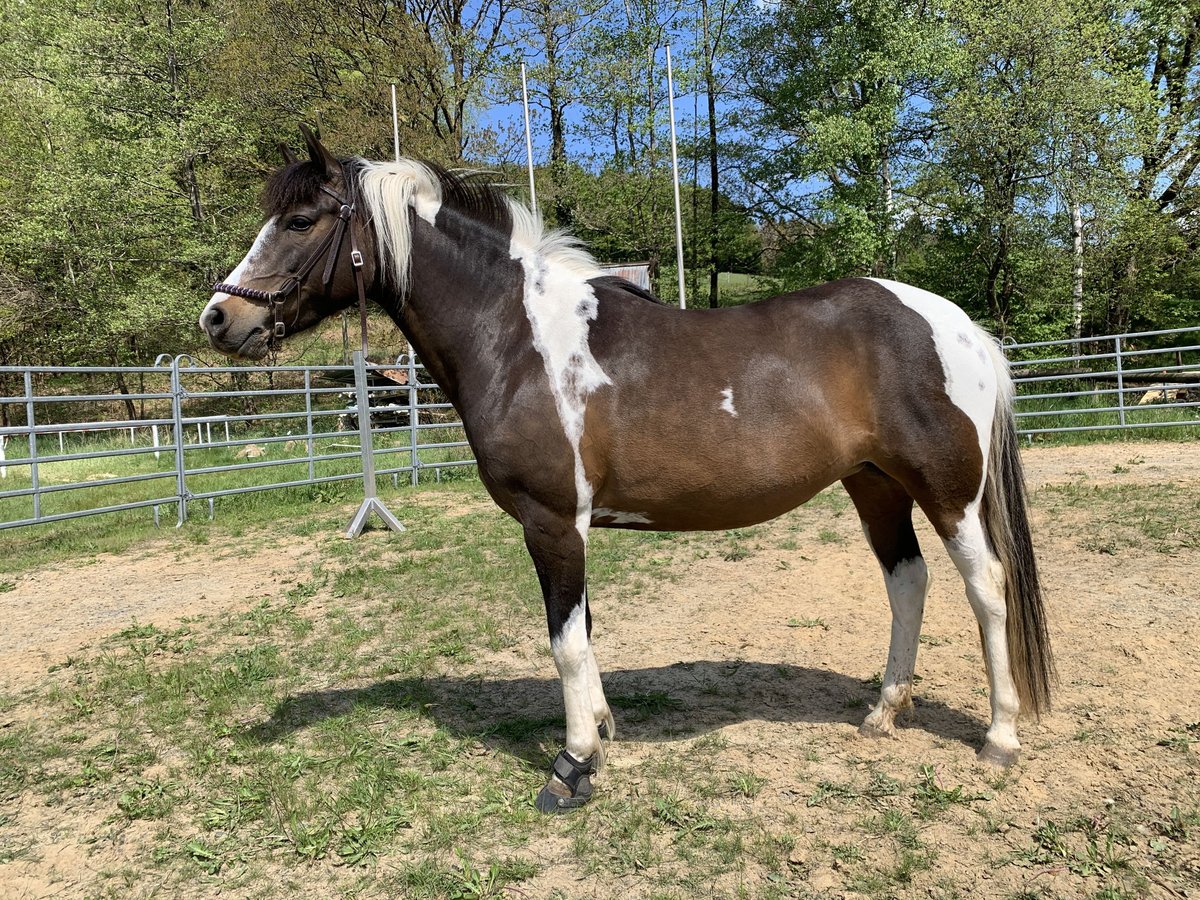 Lewitzer Merrie 11 Jaar 145 cm Gevlekt-paard in Reichshof