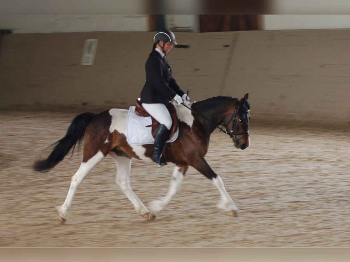 Lewitzer Merrie 14 Jaar 146 cm Gevlekt-paard in Klingenberg