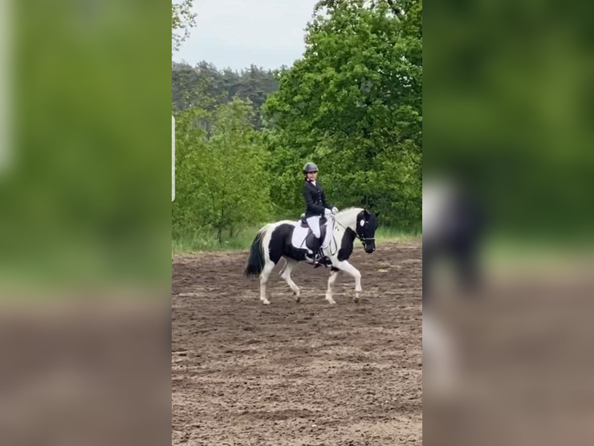 Lewitzer Merrie 14 Jaar Gevlekt-paard in Redefin