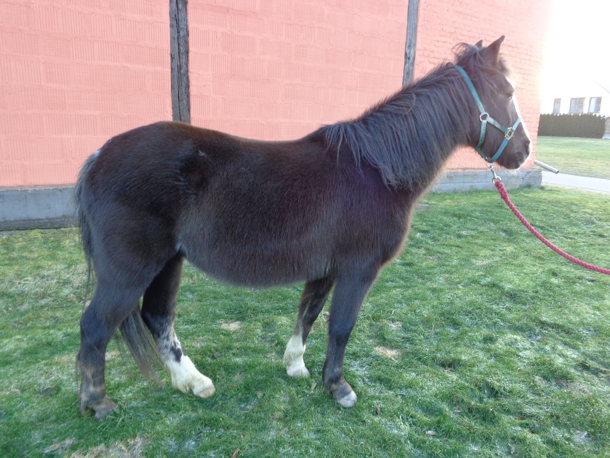 Lewitzer Merrie 21 Jaar 128 cm Donkerbruin in Achstetten