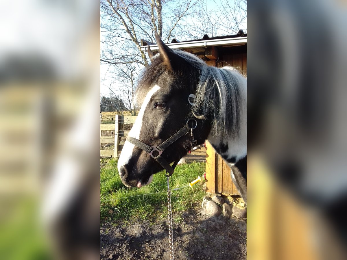 Lewitzer Merrie 3 Jaar 143 cm Gevlekt-paard in Schneverdingen