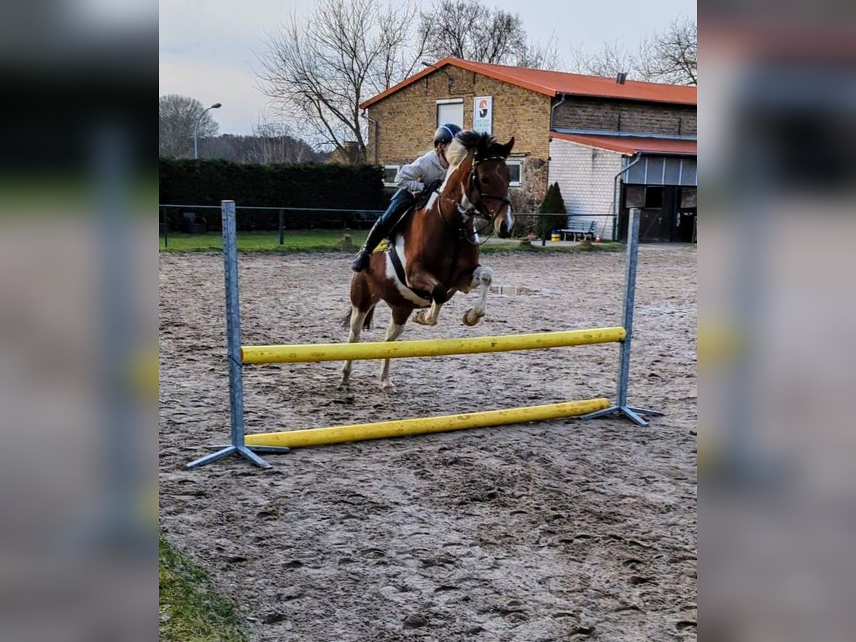 Lewitzer Merrie 7 Jaar 147 cm Gevlekt-paard in Berlin