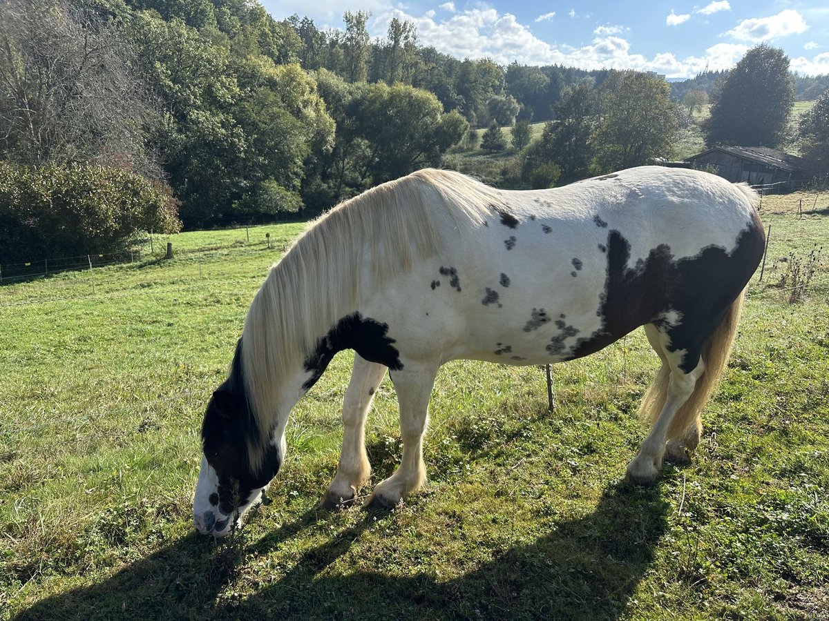 Lewitzer Merrie 7 Jaar 151 cm Gevlekt-paard in Reutlingen