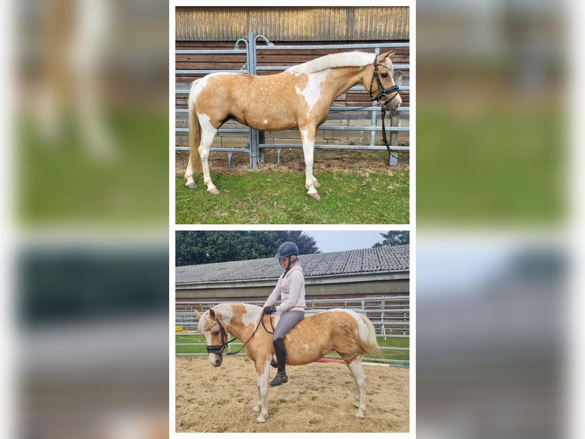 Lewitzer Mix Merrie 8 Jaar 132 cm Gevlekt-paard in Norderstedt