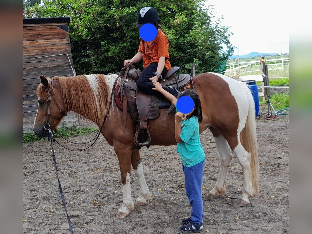 Lewitzer Mix Merrie 8 Jaar 138 cm Gevlekt-paard in Bad Krozingen