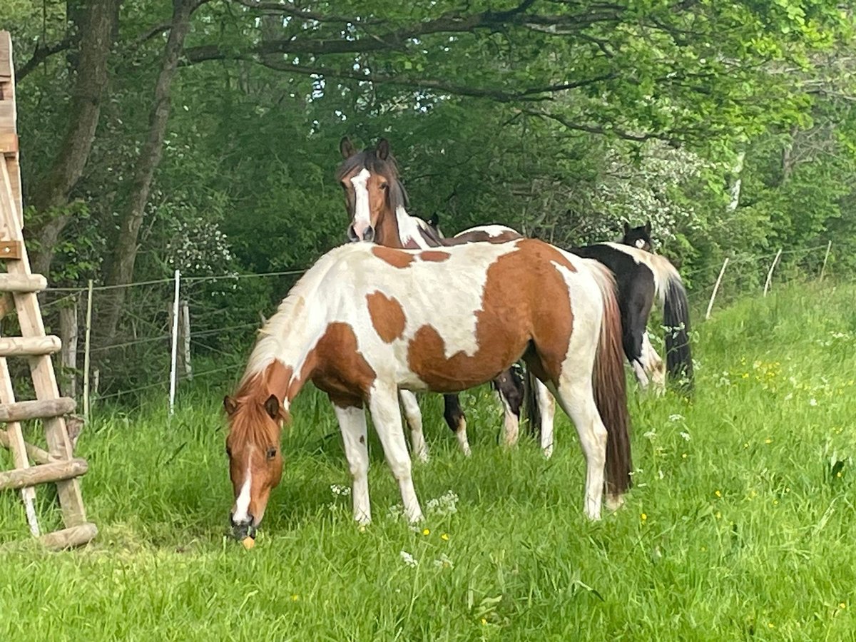 Lewitzer Merrie 8 Jaar 139 cm Gevlekt-paard in Streithausen