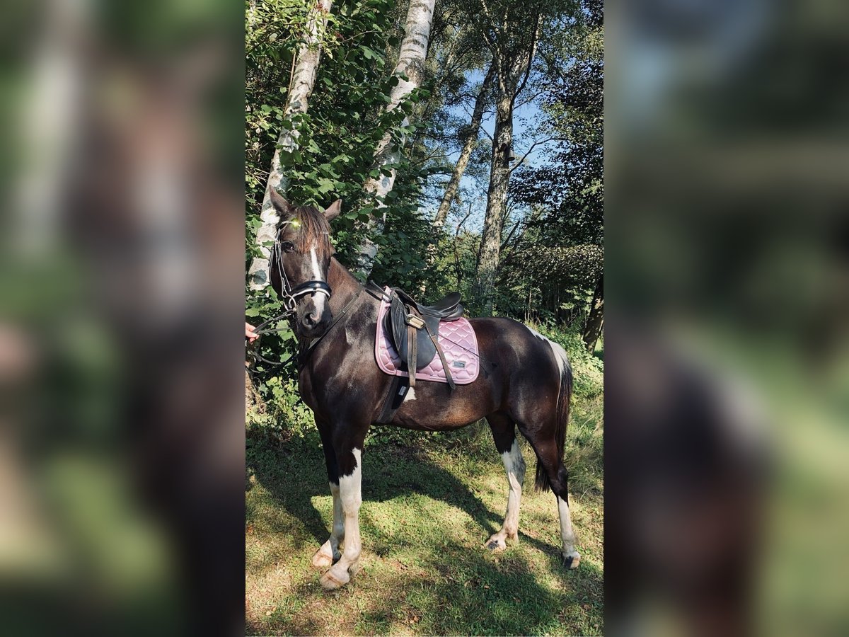 Lewitzer Merrie 9 Jaar 149 cm Gevlekt-paard in Norderstedt