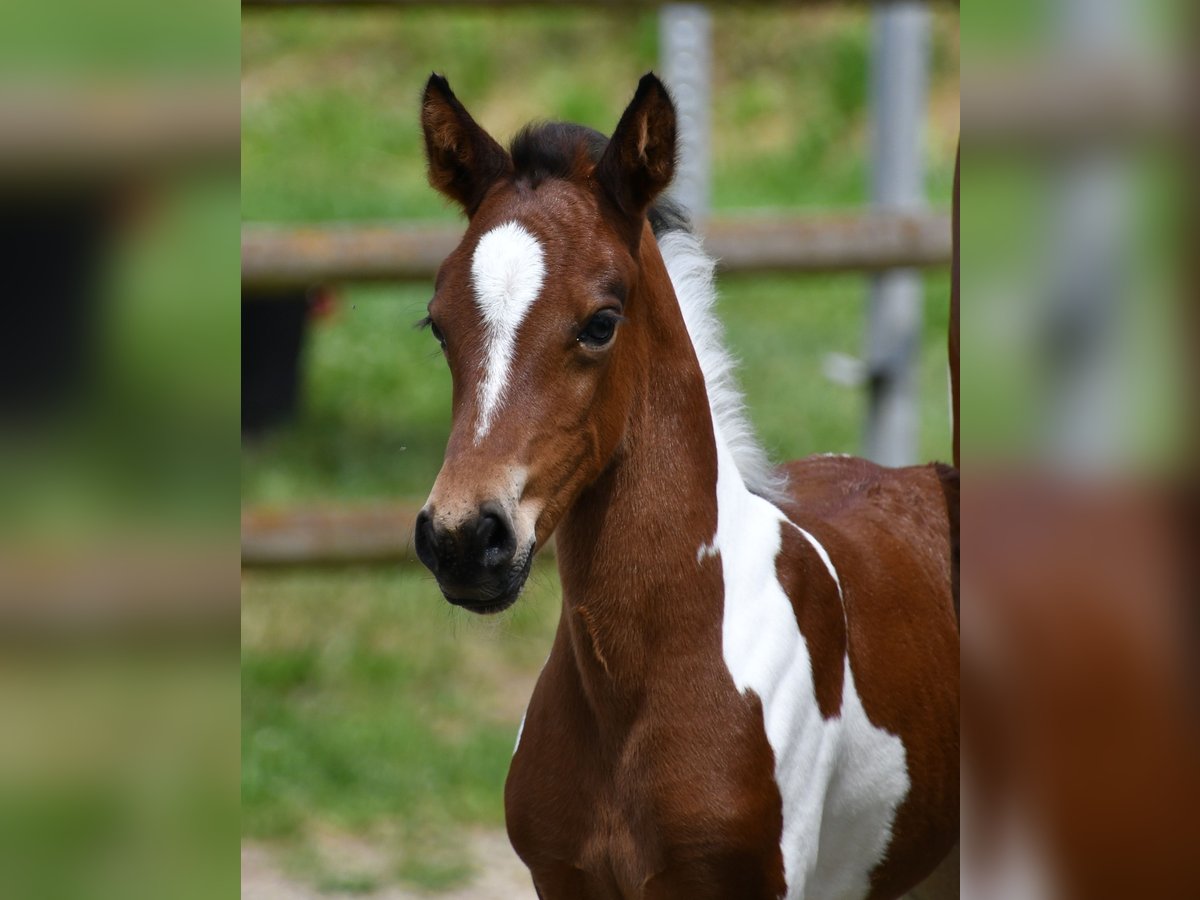 Lewitzer Merrie Veulen (05/2025) 148 cm Tobiano-alle-kleuren in M&#xF6;rsdorf