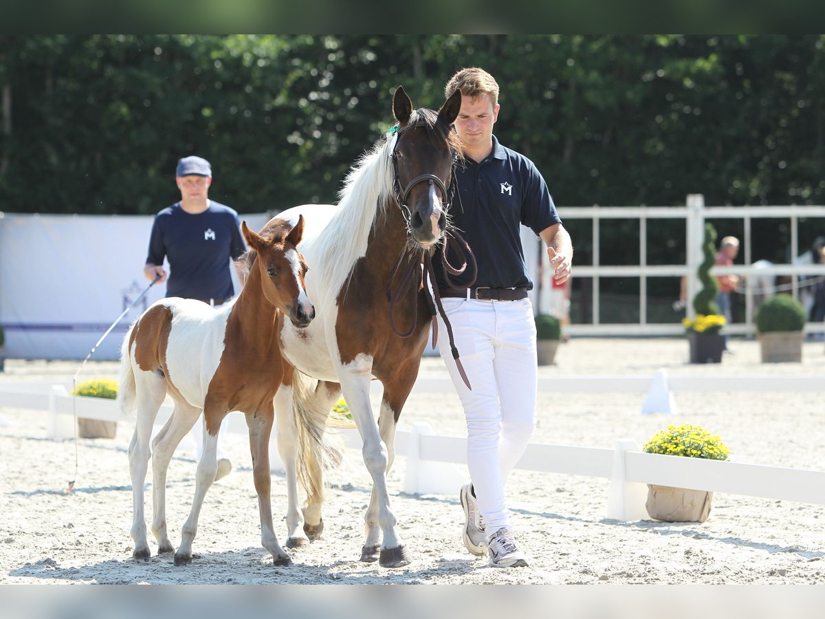 Lewitzer Merrie veulen (05/2024) Gevlekt-paard in Ludwigslust