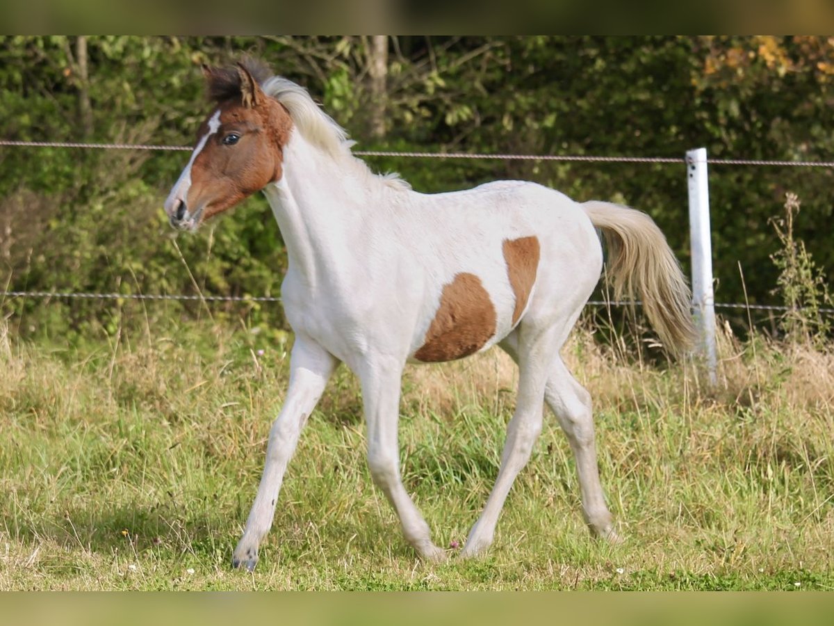 Lewitzer Merrie veulen (03/2024) Gevlekt-paard in Siegen