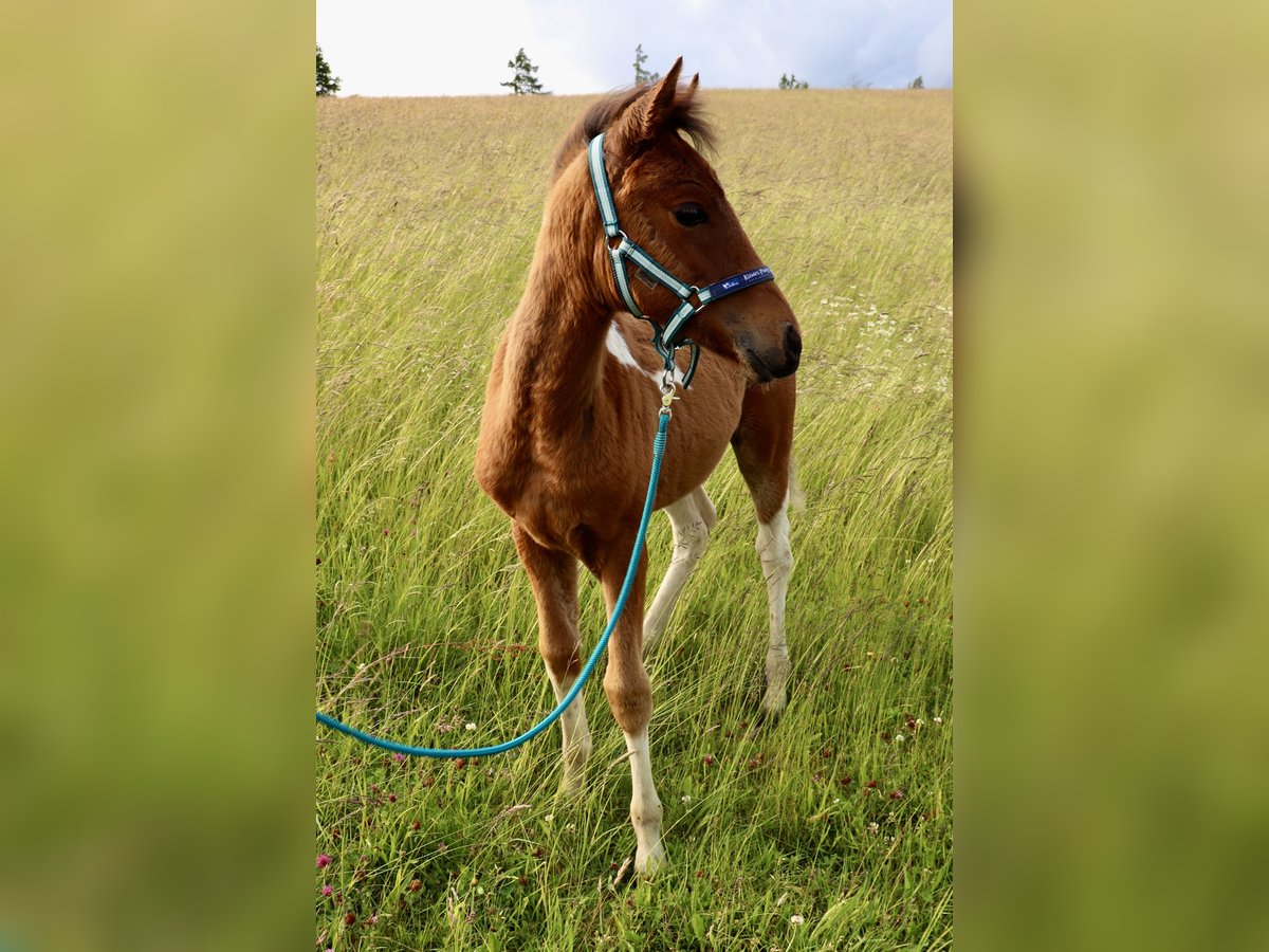 Lewitzer Merrie  Gevlekt-paard in Freudenberg