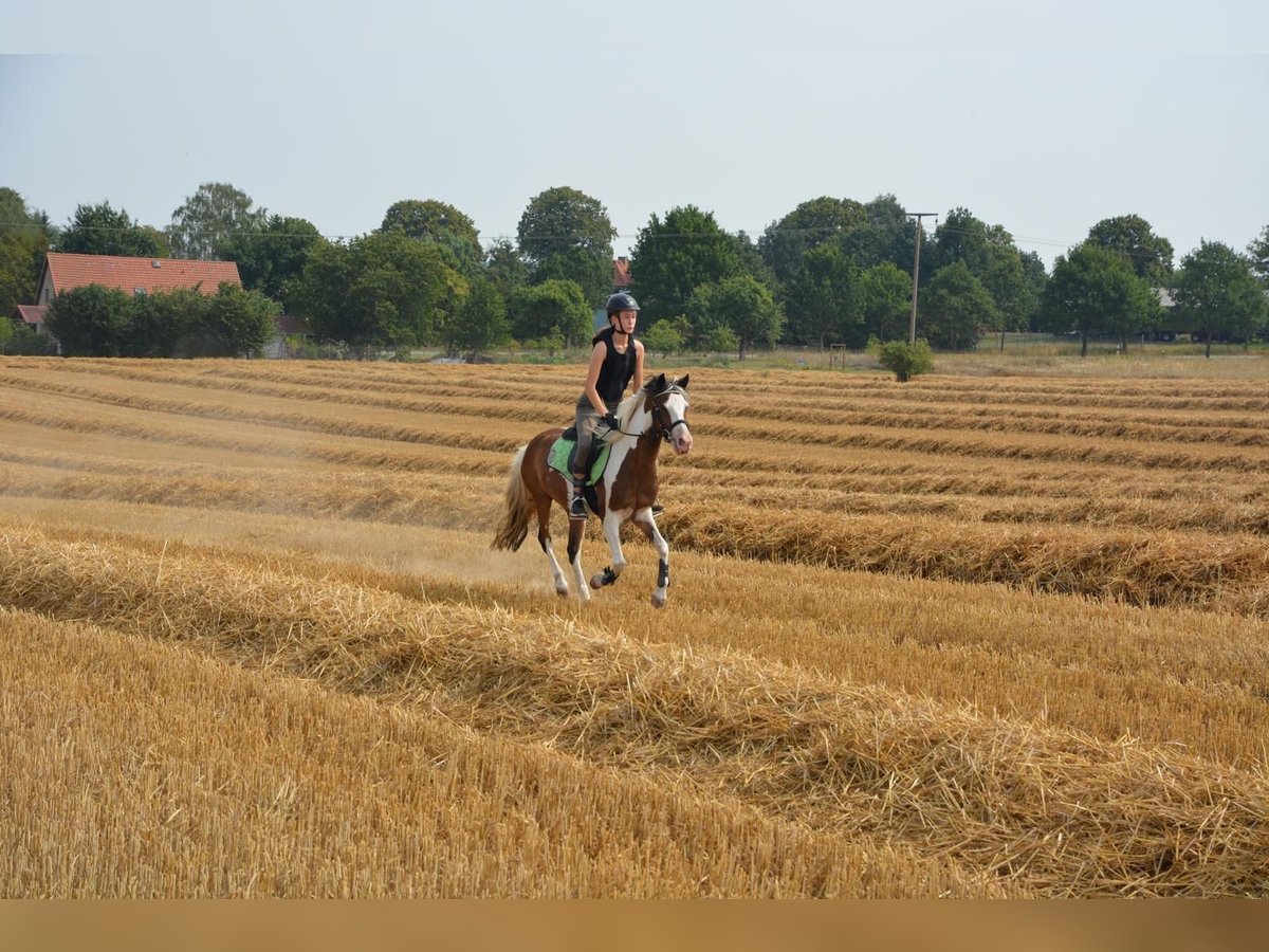 Lewitzer Mix Ruin 13 Jaar 140 cm Gevlekt-paard in Tarnow