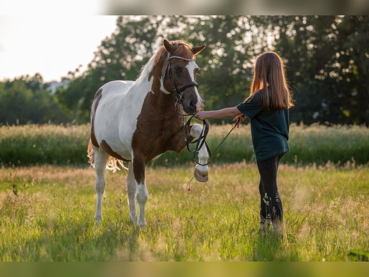 Lewitzer Ruin 23 Jaar 145 cm Gevlekt-paard in Thurnau