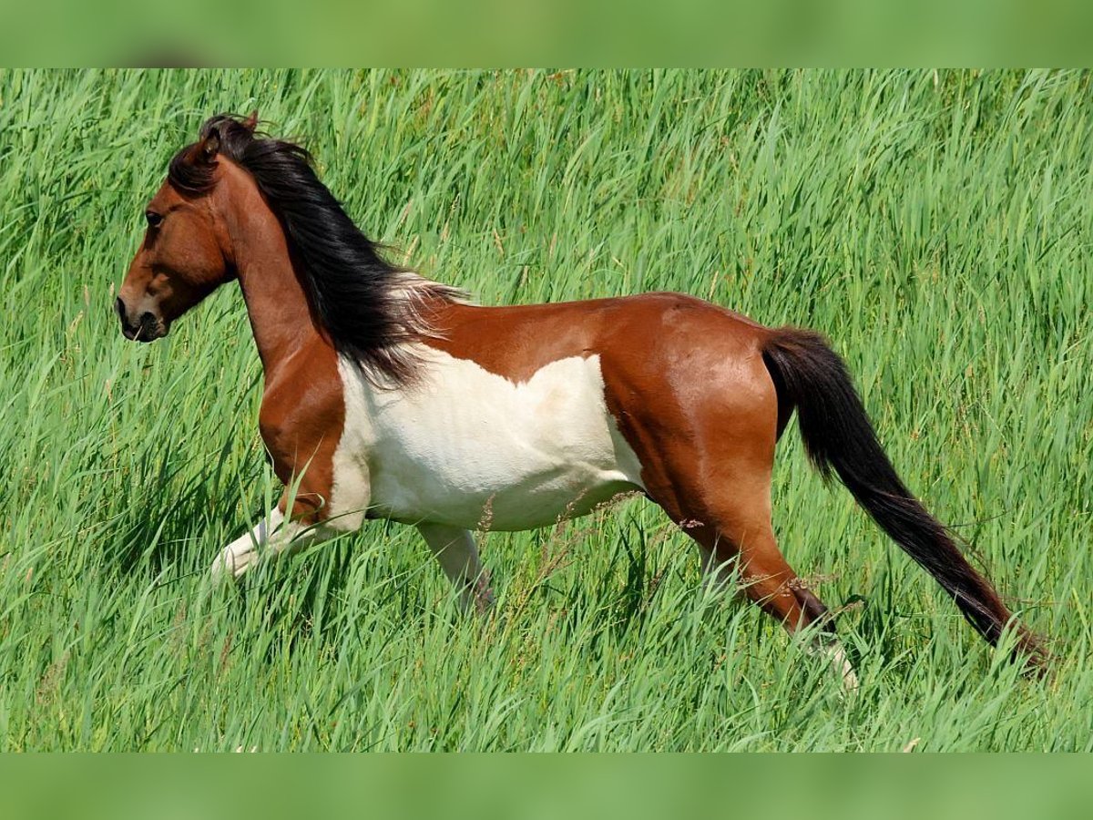 Lewitzer Mix Ruin 2 Jaar 139 cm Gevlekt-paard in L&#xF6;wenberger Land