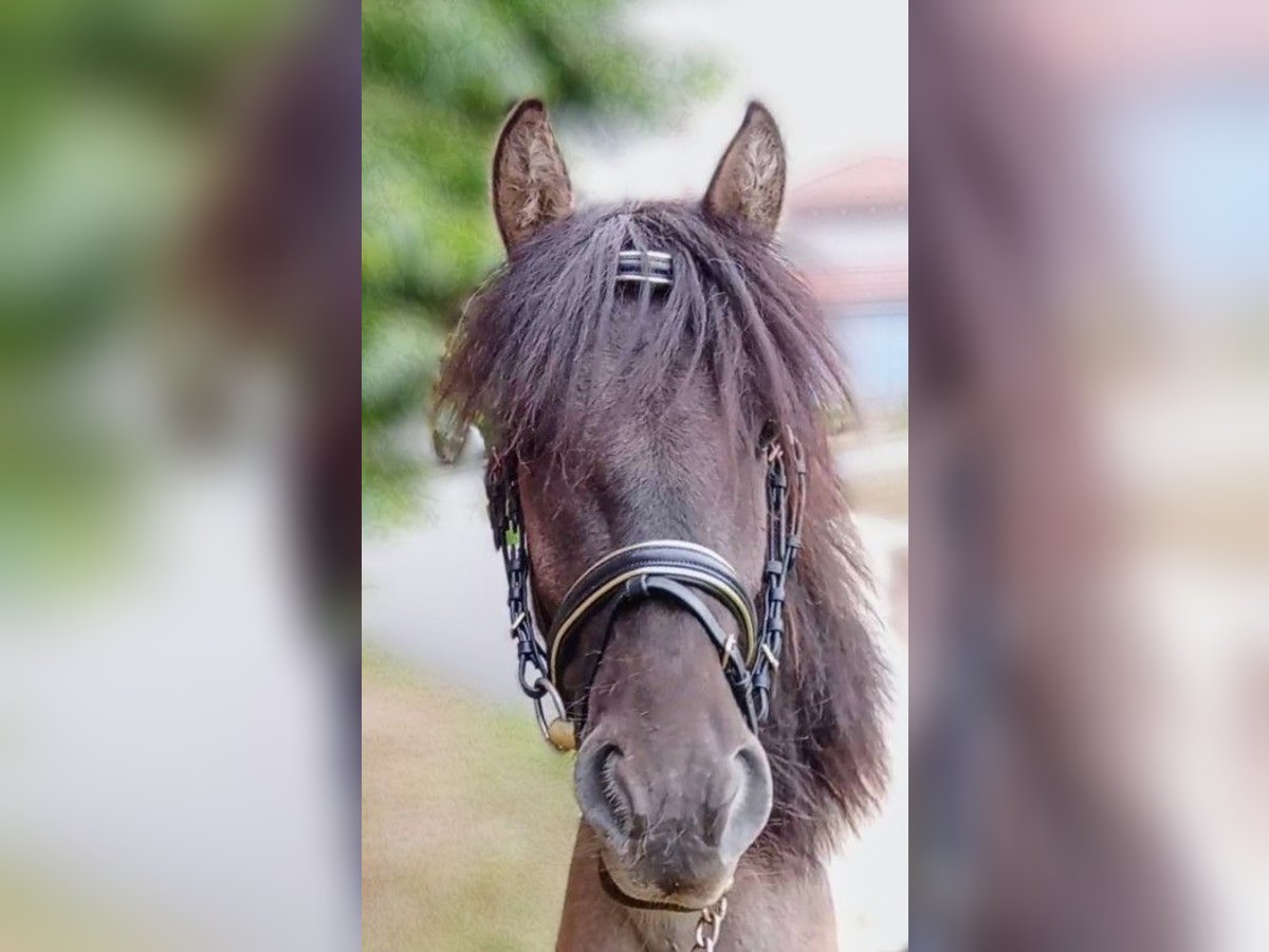 Lewitzer Mix Ruin 3 Jaar Gevlekt-paard in Welver