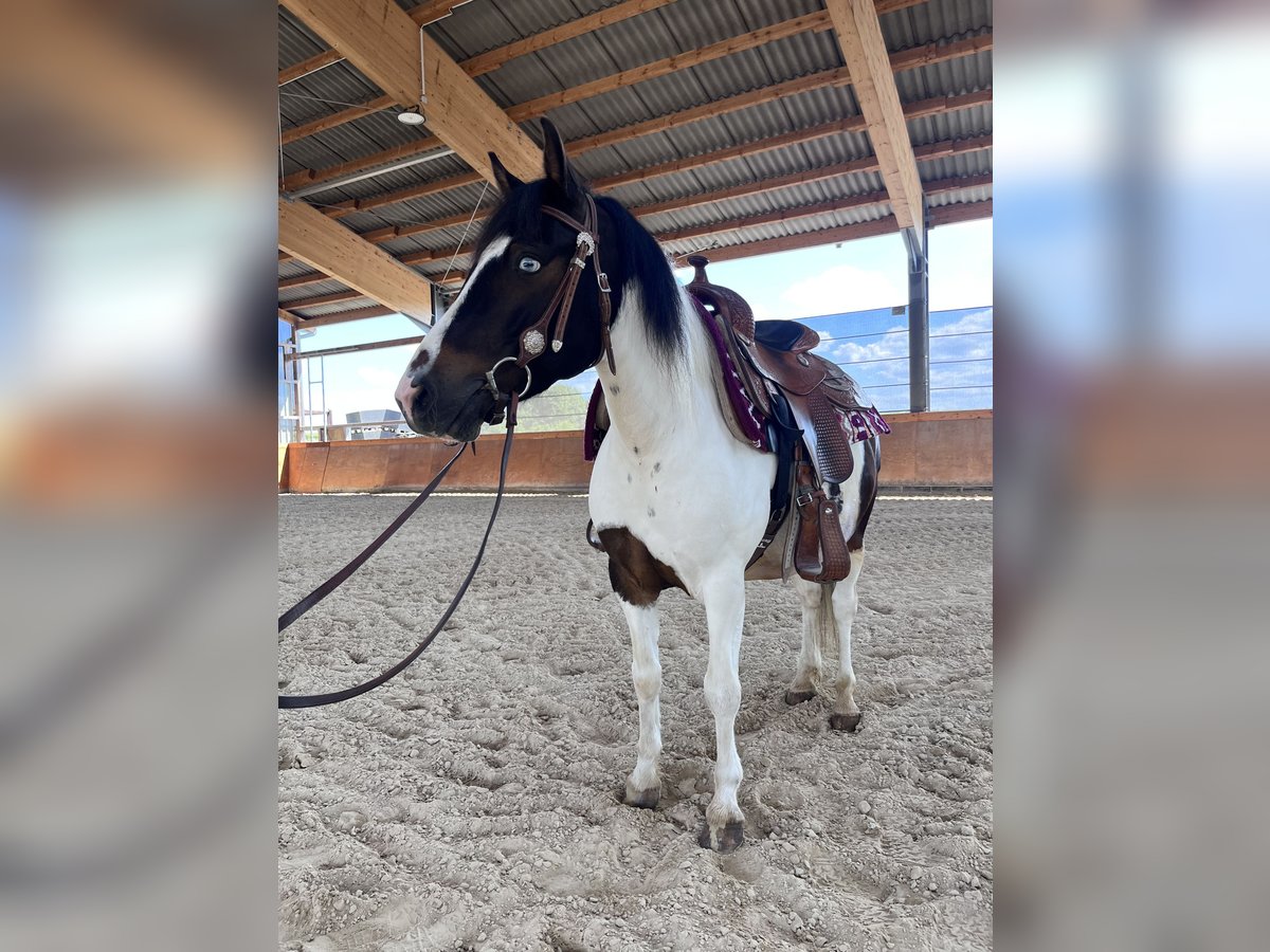 Lewitzer Mix Ruin 7 Jaar 135 cm Gevlekt-paard in NidderauNidderau