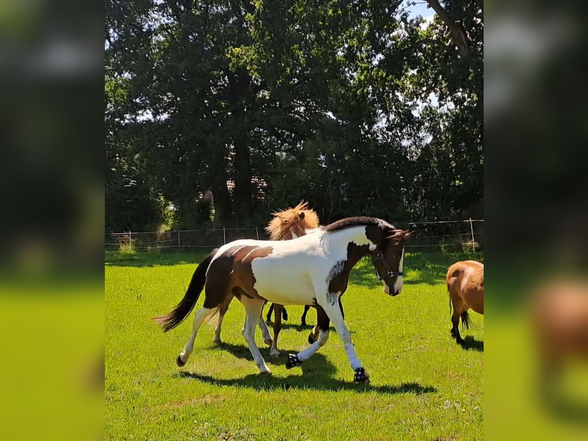 Lewitzer Ruin 7 Jaar 145 cm Gevlekt-paard in Fockbek