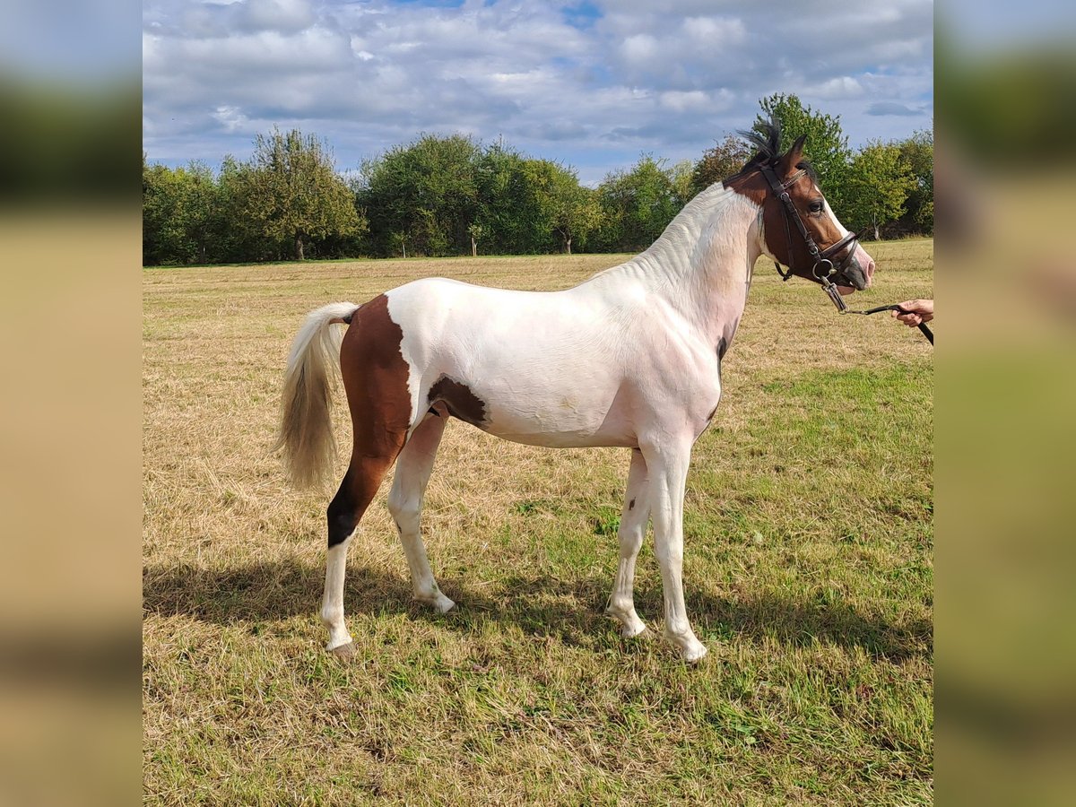 Lewitzer Semental 2 años 135 cm Pío in S&#xF6;mmerda OT Schillingstedt