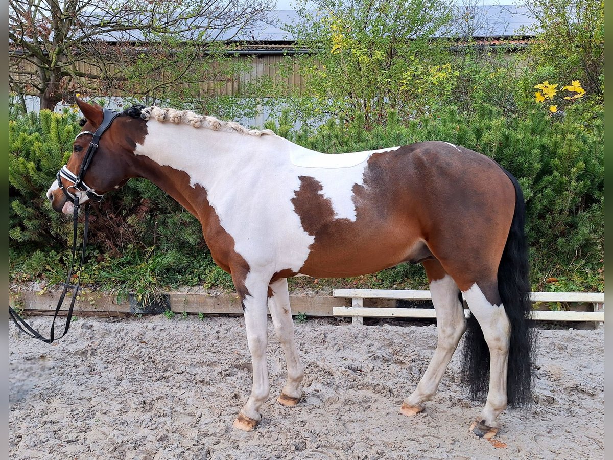 Lewitzer Mestizo Semental 5 años 143 cm Pío in Dallgow-Döberitz