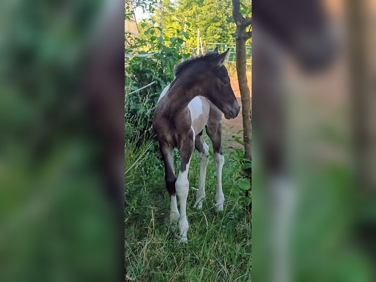 Lewitzer Stallion 1 year 14 hh Tobiano-all-colors in Reiskirchen