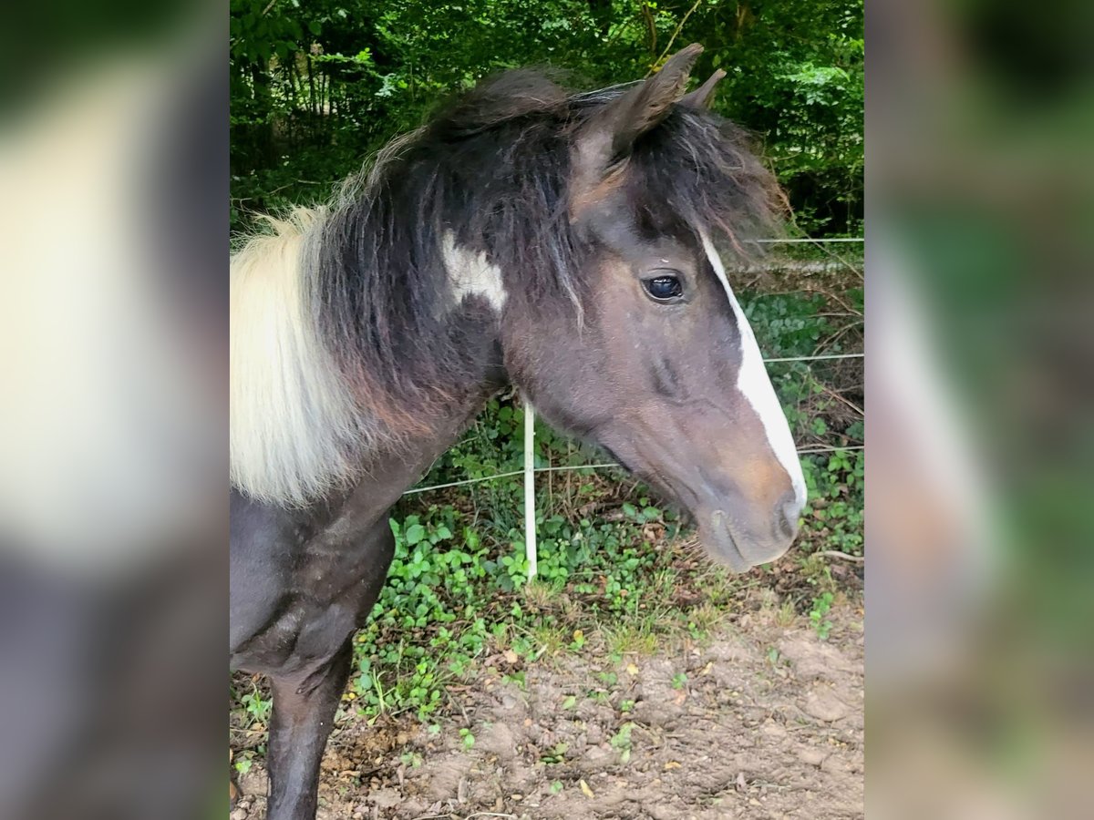Lewitzer Stallion 1 year Pinto in Luckenbach