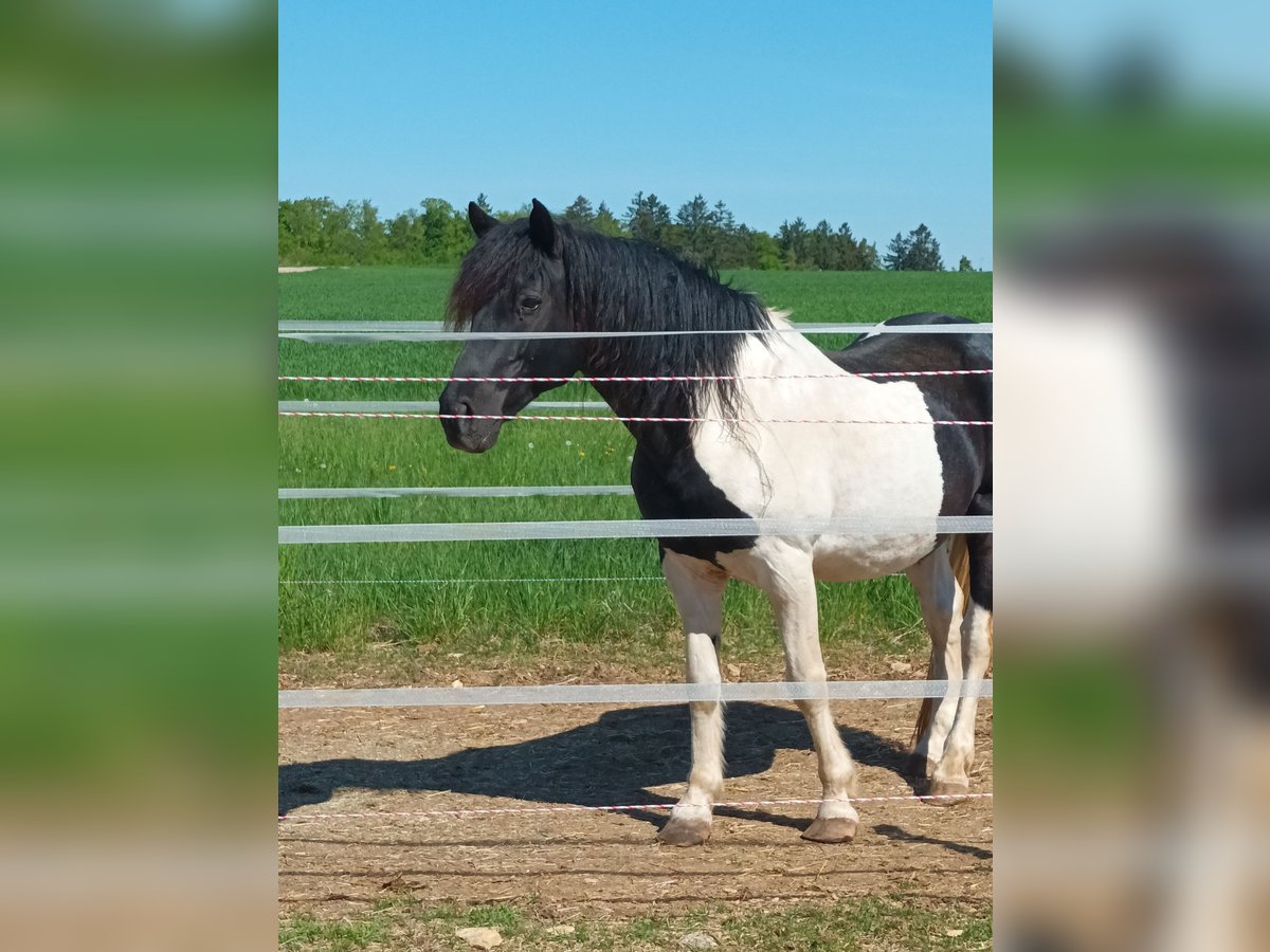 Lewitzer Stallion 21 years 14,2 hh Pinto in Langenaltheim