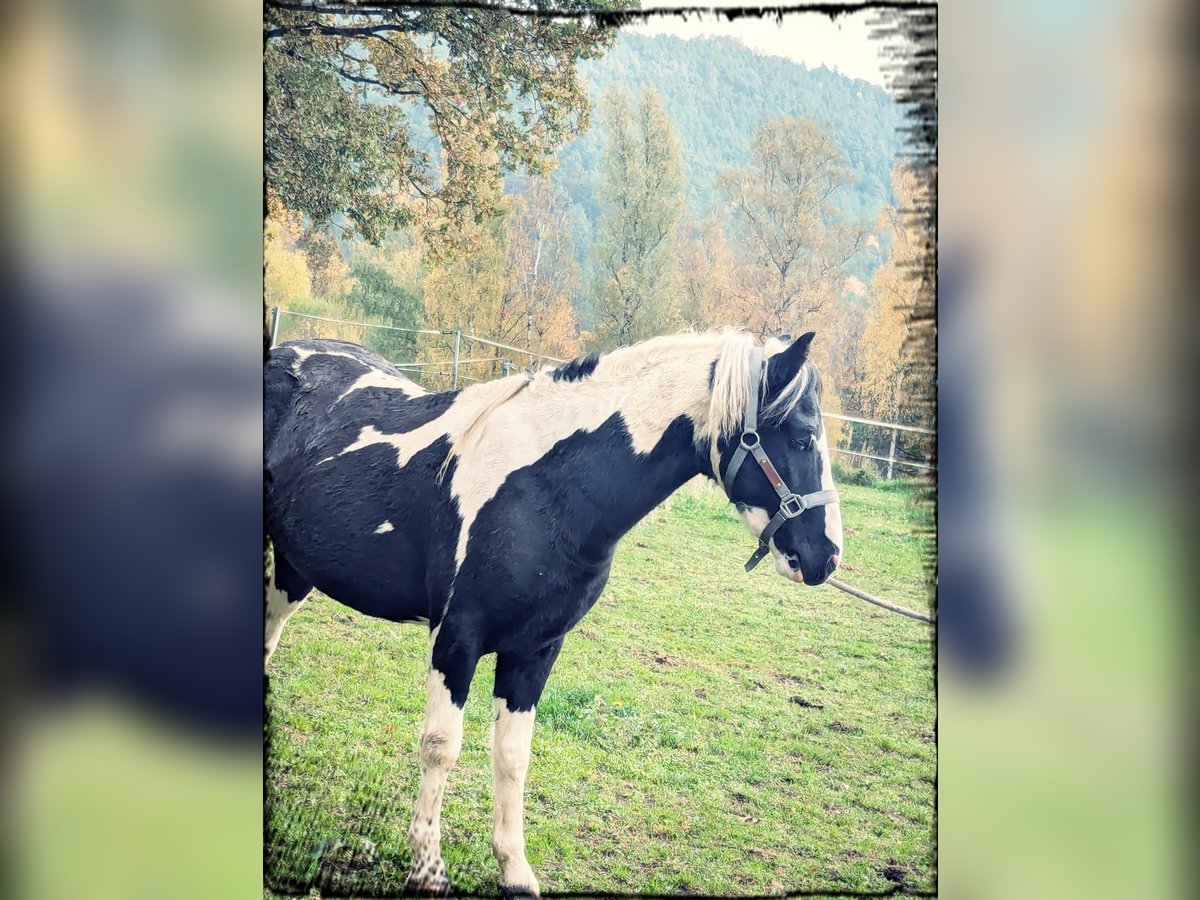 Lewitzer Mix Stallion 3 years 12,2 hh Pinto in Mistelgau