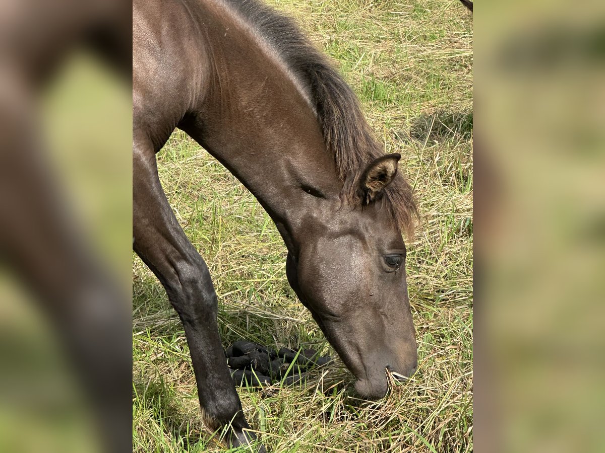 Lewitzer Stallion Foal (02/2025) 13,2 hh Bay-Dark in Velpke