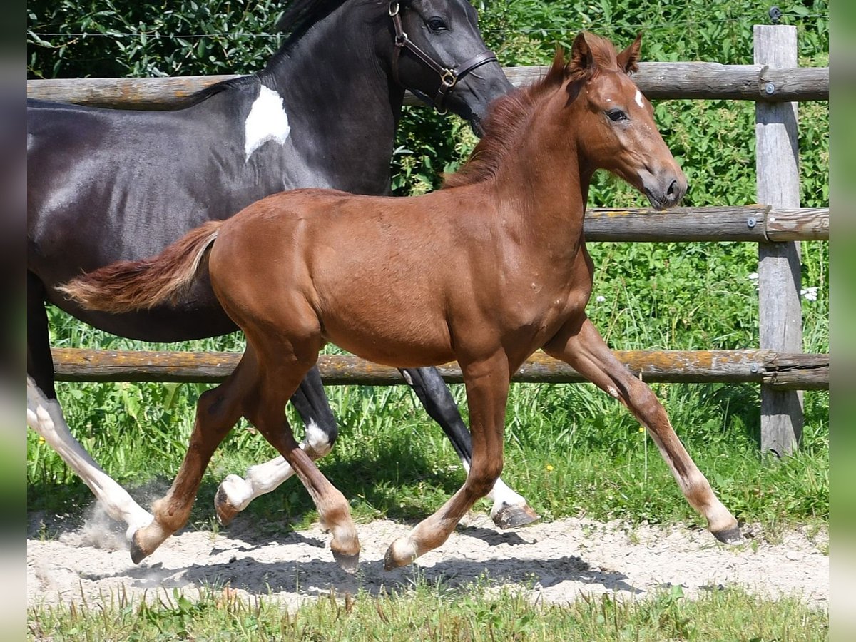 Lewitzer Stallion Foal (04/2024) 14,2 hh Chestnut-Red in Mörsdorf