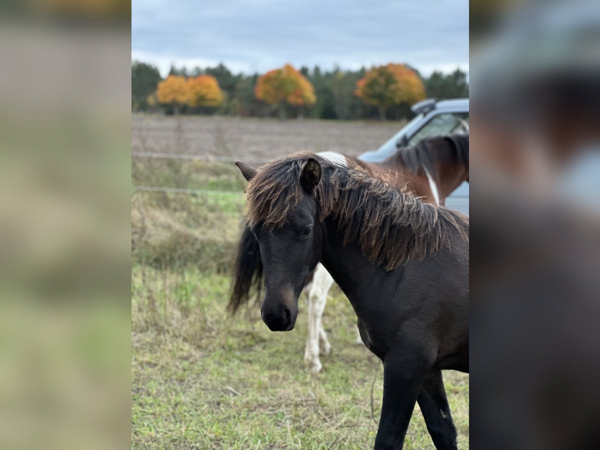 Lewitzer Stallion Foal (02/2025) 14,1 hh Bay-Dark in Velpke