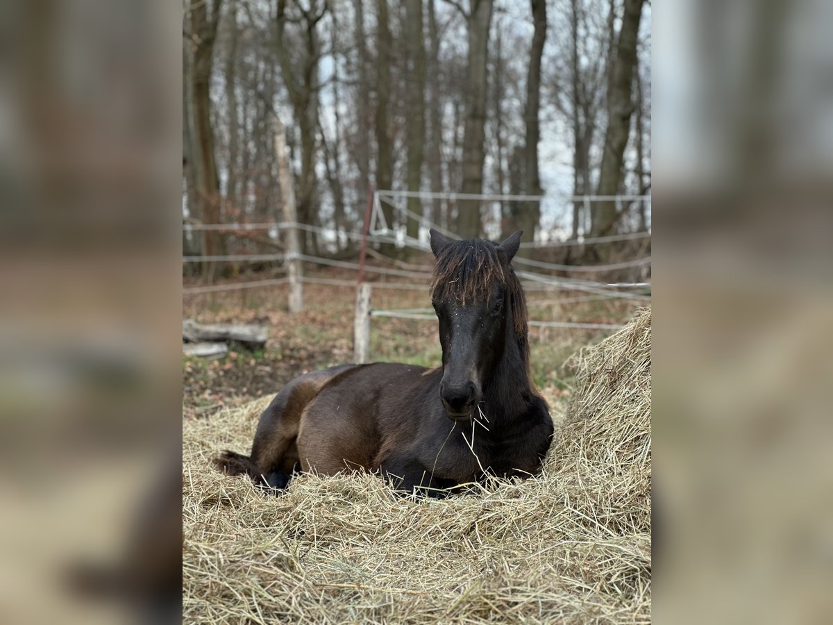 Lewitzer Stallion Foal (02/2025) 14,1 hh Bay-Dark in Velpke